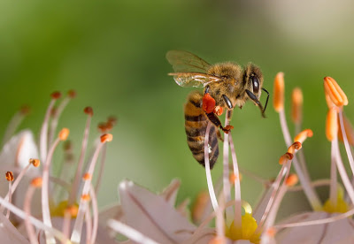 bee-bloom-blossom-47039